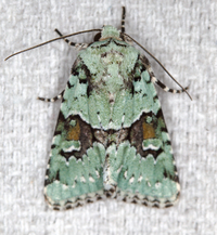 Lacinipolia implicata