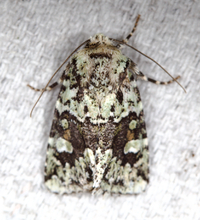 Lacinipolia implicata