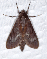 Lapara coniferarum