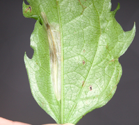 Leucospilapteryx venustella