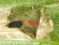 Leucospilapteryx venustella