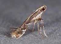 Leucospilapteryx venustella