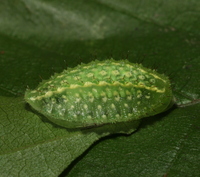 Lithacodes fasciola
