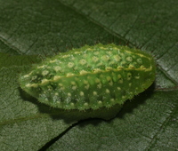 Lithacodes fasciola