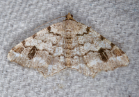 Macaria fissinotata