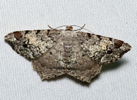 Macaria granitata