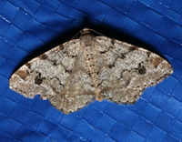 Macaria pinistrobata