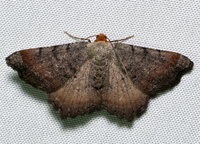 Macaria transitaria