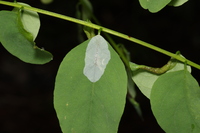 Macrosaccus robiniella