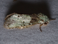 Macrurocampa marthesia