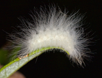 Megalopyge crispata