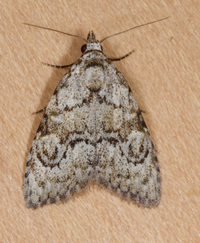 Meganola minuscula