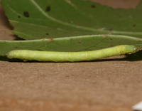 Melanolophia canadaria