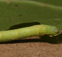 Melanolophia canadaria