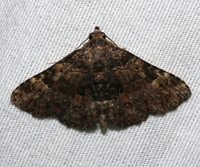 Metalectra discalis