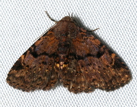 Metalectra quadrisignata