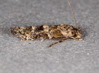 Mompha stellella