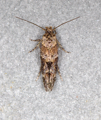 Mompha stellella