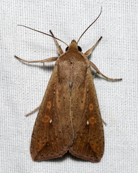 Mythimna unipuncta