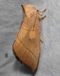 Nadata gibbosa