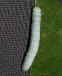 Nadata gibbosa