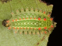 Natada nasoni