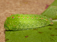 Natada nasoni