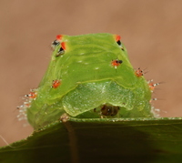 Natada nasoni
