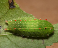 Natada nasoni