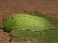 Natada nasoni