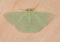 Nemoria mimosaria