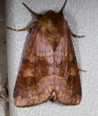 Nephelodes minians