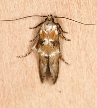 Nepotula secura