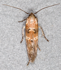Nepotula secura
