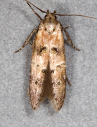 Nepotula secura