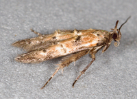 Nepotula secura