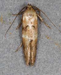Nepotula secura