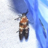 Nepotula secura