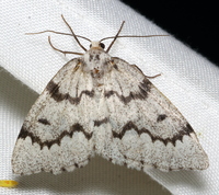 Nepytia canosaria