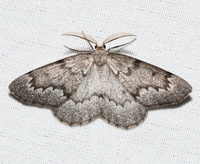 Nepytia semiclusaria