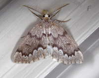 Nepytia semiclusaria