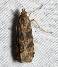 Nomophila nearctica