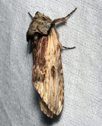 Oedemasia semirufescens