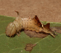 Oedemasia semirufescens