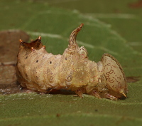 Oedemasia semirufescens