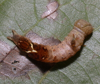 Oedemasia semirufescens