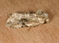 Oligia modica