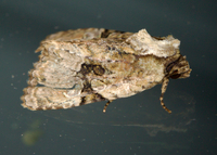 Oligia modica