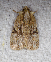 Oligia modica