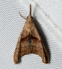 Palthis angulalis